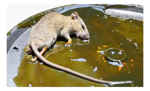 Pega Trampa Atrapa Mata Ratones Ratas Roedores Insectos