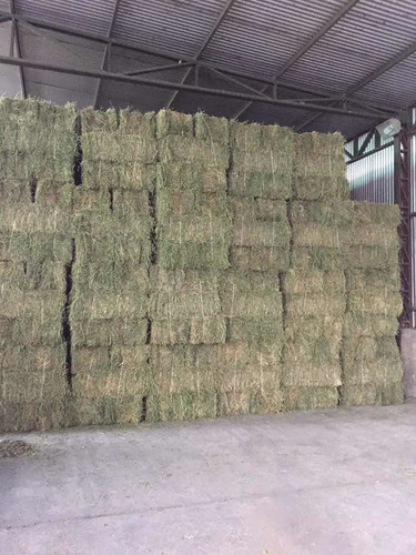 Imagen 7 de 9 de Fardos Alfalfa Cuadrados 1ra