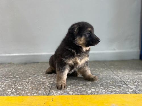 Cachorros Aleman Pastor Mascotas Rionegro Medellín Bogota