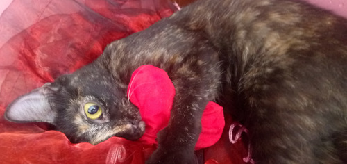 Gatita Esterilizada De 5 Meses En Adopción