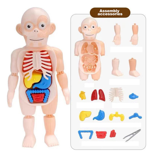 Modelo De Cuerpo Humano En V: Juguete De Ensamblaje De Órgan