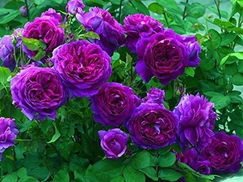 Semillas De Rosa Púrpura Trepadora