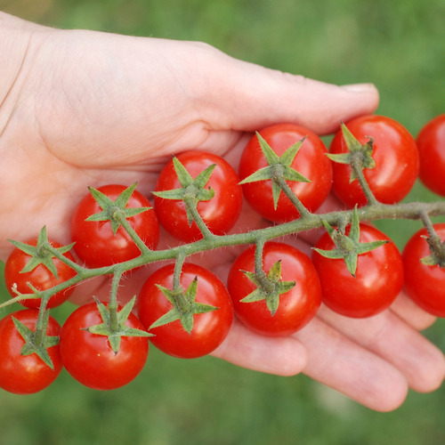 Semillas Tomate Cherry Cereza Belga De Racimo! Extra Dulce