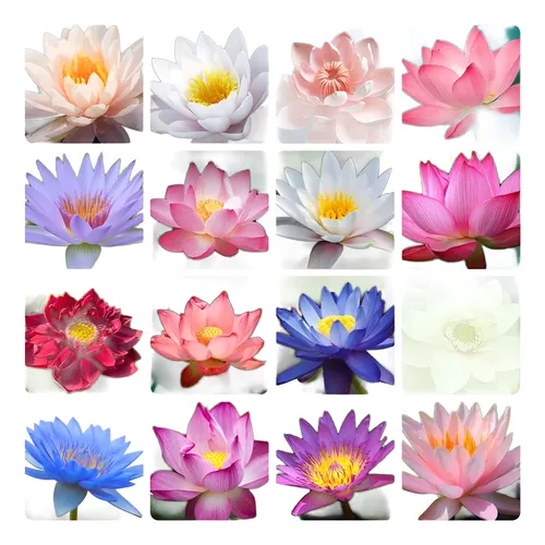 Semillas De Loto Bonsai Flores Lirio Acuático Y A