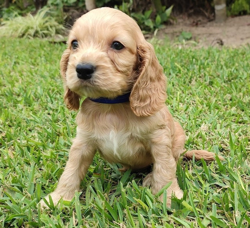Imagen 2 de 10 de Cachorros Cocker Spaniel English