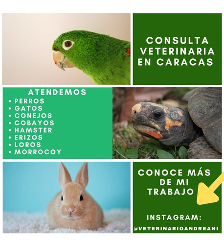 Imagen 2 de 2 de Veterinario A Domicilio Y En Consultorio En Caracas