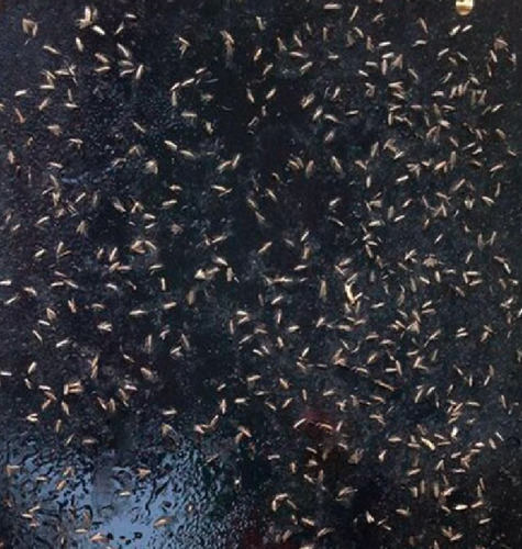 X 10 U Trampas Cromáticas Atrapa Insectos Trips # Chica