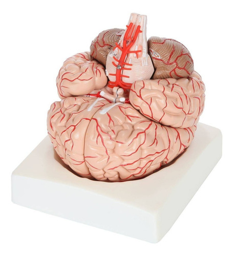 Cerebro 3d Modelo Anatómico