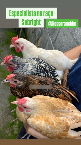 Ovos Sebright Camurça, Prata E Dourado