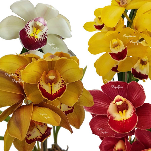 Kit 3 Orquídeas Cymbidium Mistas Plantas Adultas Flores