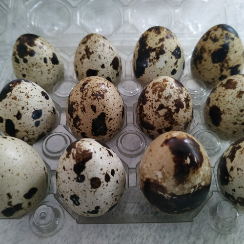 Huevos De Codorniz Para Consumo Por 20 Docenas