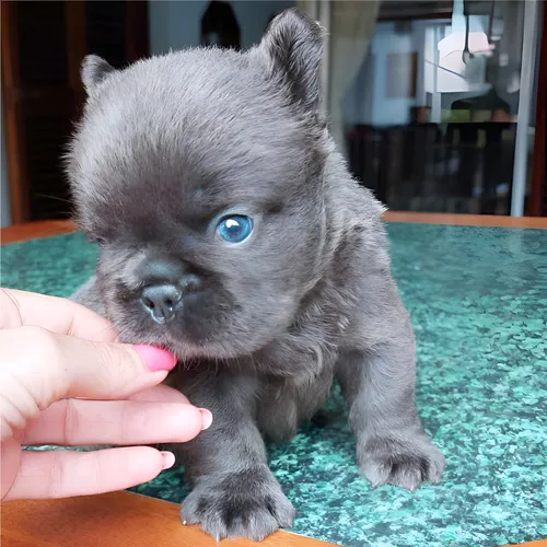 Venta Cachorro Bulldog Frances Fluffy Blue Exotico Medellin