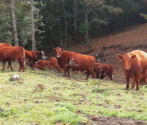 Imagen 22 de 29 de Agrícola 122 Ha. Con Rio Y Bosque Nativo En Venta Collipulli