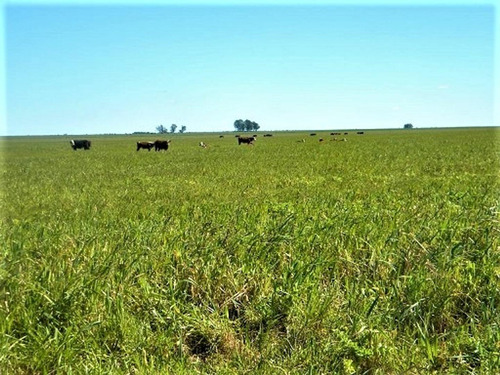 Campo De 1040 Has, Bahía Blanca, Ruta 33, Km 23 Al Oeste