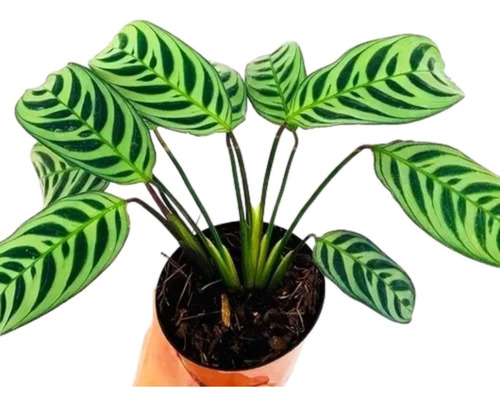 Planta Maranta Puertorriqueña 