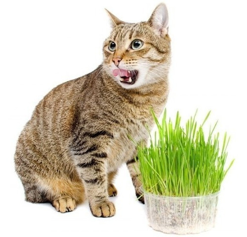 Greenland Hierba Para Gatos Y Perros X 100g Combo X 2