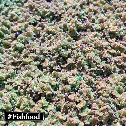 Imagem 3 de 6 de Porção Azolla-e-wolffia-brasiliens Planta Aquatica Flutuante