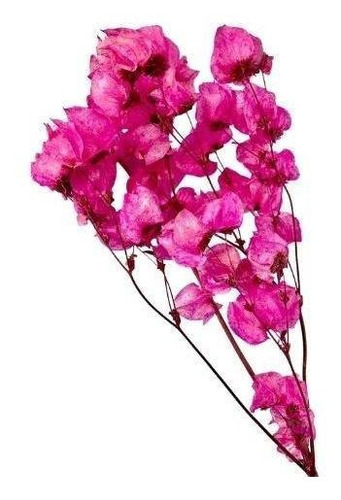 Maço De Bougainville Pink - Flores Desidratadas