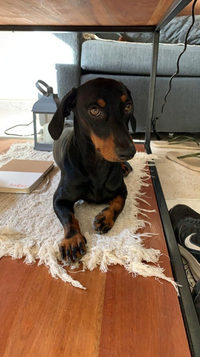 Ultima Cachorra Salchicha Hembra Disponible!!!!