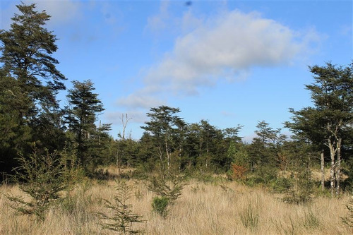 Imagen 22 de 30 de Agrícola En Venta En Puerto Varas