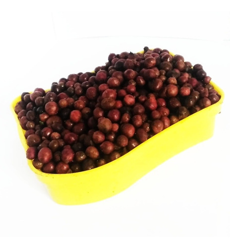 Semillas De Eugenia X 4 Kilos Para Jardineras Y Cercas Vivas