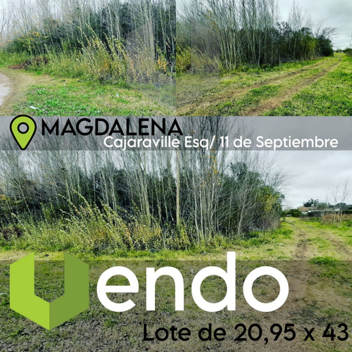 Lote Forestado En Sector Quintas Magdalena