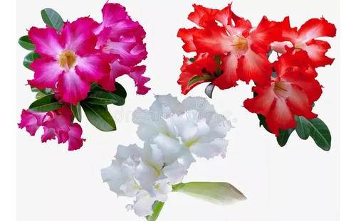 Azalea Azalea Japonica, Azalea Indica, Azalea Hybrida 10lts