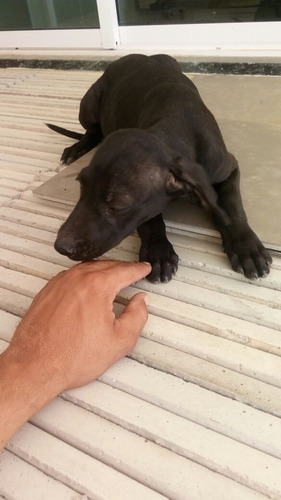 Cachorro Weimaraner