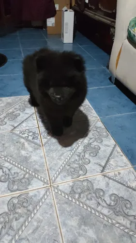 Leer Cachorro Chow Chow Listos Para Entregar
