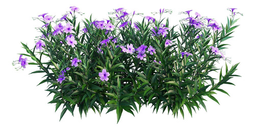 Ruellia Simplex, Flores Violetas