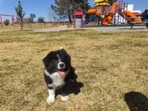 Comprar Border Collie Padres Con Pedigri Fb Dirty Paws Kennel