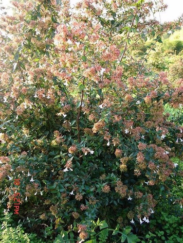 Arbusto Cotoneaster Crataegus Olea Vivero Greenarea Cañuelas