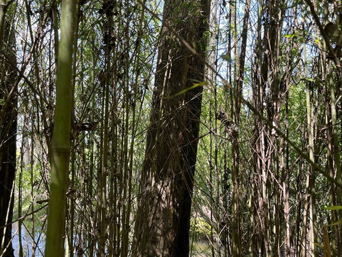 Los Ángeles. Jardín Botánico Agroecológico, Rio, Bosque