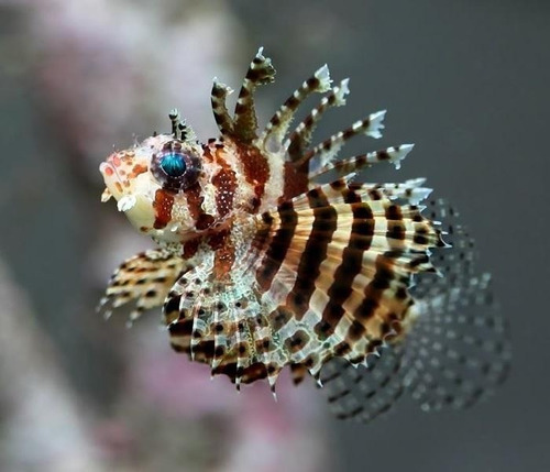 Pez Marino - Dendrochirus Brachypterus - Pez León Enano