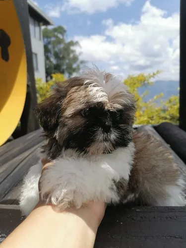 Perros Shitzu Mini Cachorros Shih Tzu Chitsu Chizu Perritos