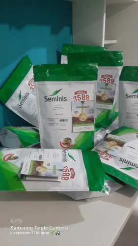 Semilla De Cebolla 3588 F1