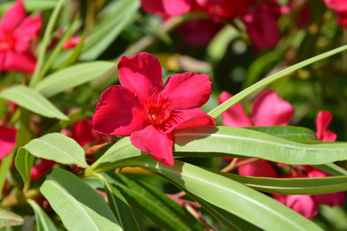 Laurel De Flor, Arbusto, 10 Plantas, 1m.
