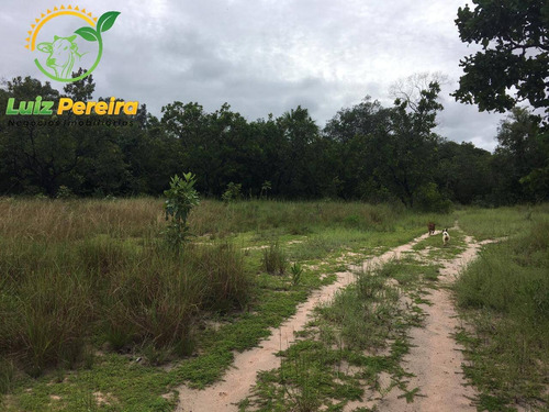 Imagem 10 de 14 de Fazenda À Venda Em São Valério - To - 968 Hectares (dupla Aptidão) - 2103