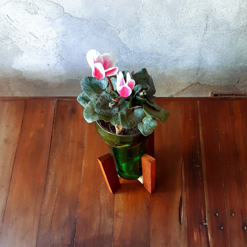 Violeta Little Plant 24 Con Soporte Maceta Autorregante
