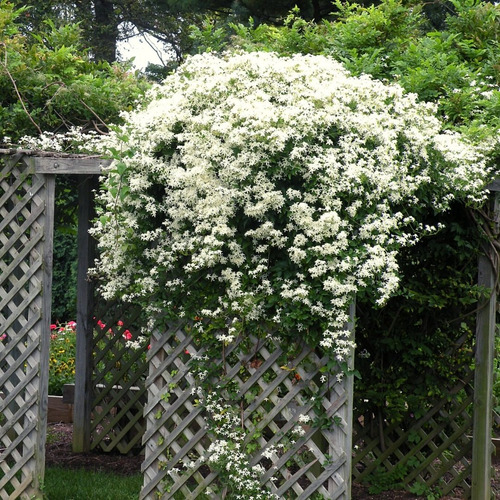 Semillas Clematis Virginiana/trepadora