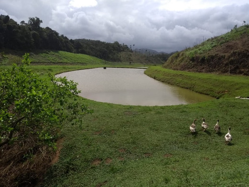 Imagem 28 de 30 de Sitio No Juquiá - St00024