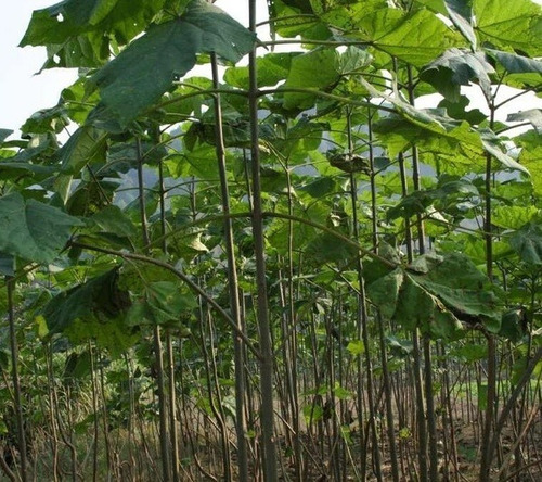 10 Semillas De Kiri Paulownia Cultivo Jardin Siembra