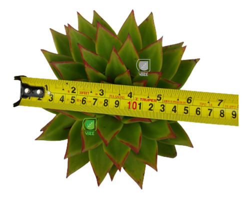 Imagen 5 de 6 de Planta Echeveria Agavoide