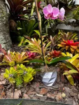 Comprar Porta Materos Floreros Grande Para Orquídeas Y Otras Plantas