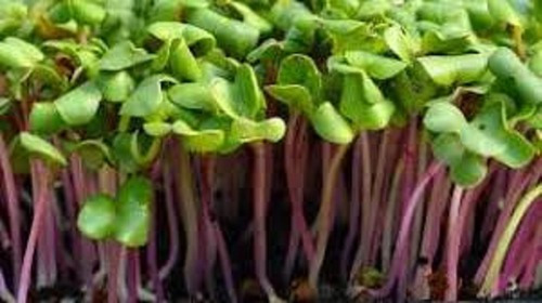 Repolho Roxo P/ Microverdes - Microgreens 3g =720 Sementes