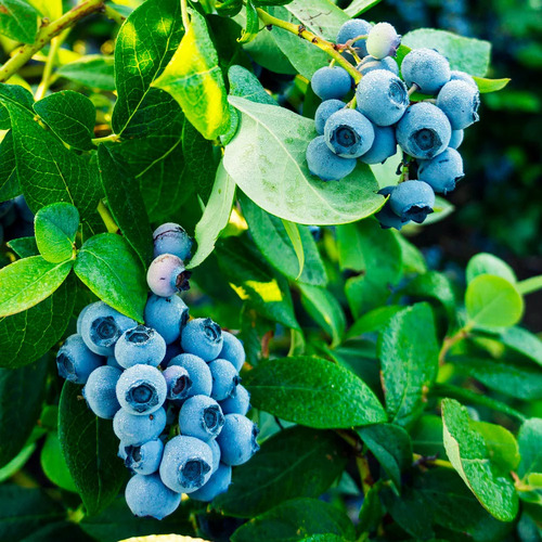 Planta De Blue Berry Mora Azul ( Frutal )