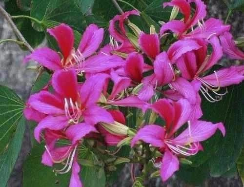 Bauhinia Variegata 10 Semillas Arbol Orquidea Purpura Sdqro2