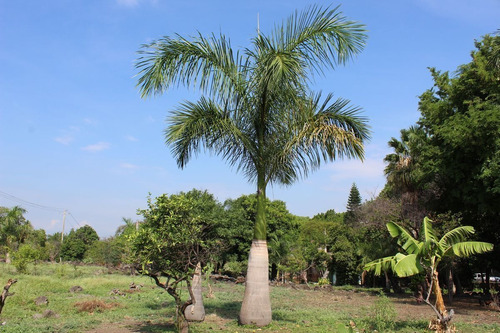 Terreno En Venta En Temixco