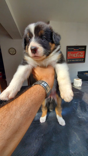 Cachorra Border Collie 