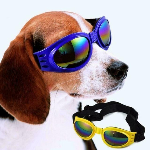 Lentes Goggles Para Perro Color Azul Metálico